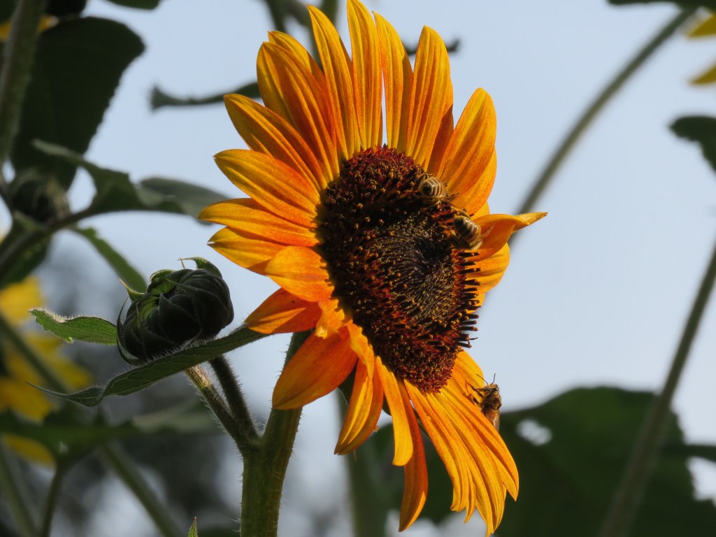 presence for thanksgiving